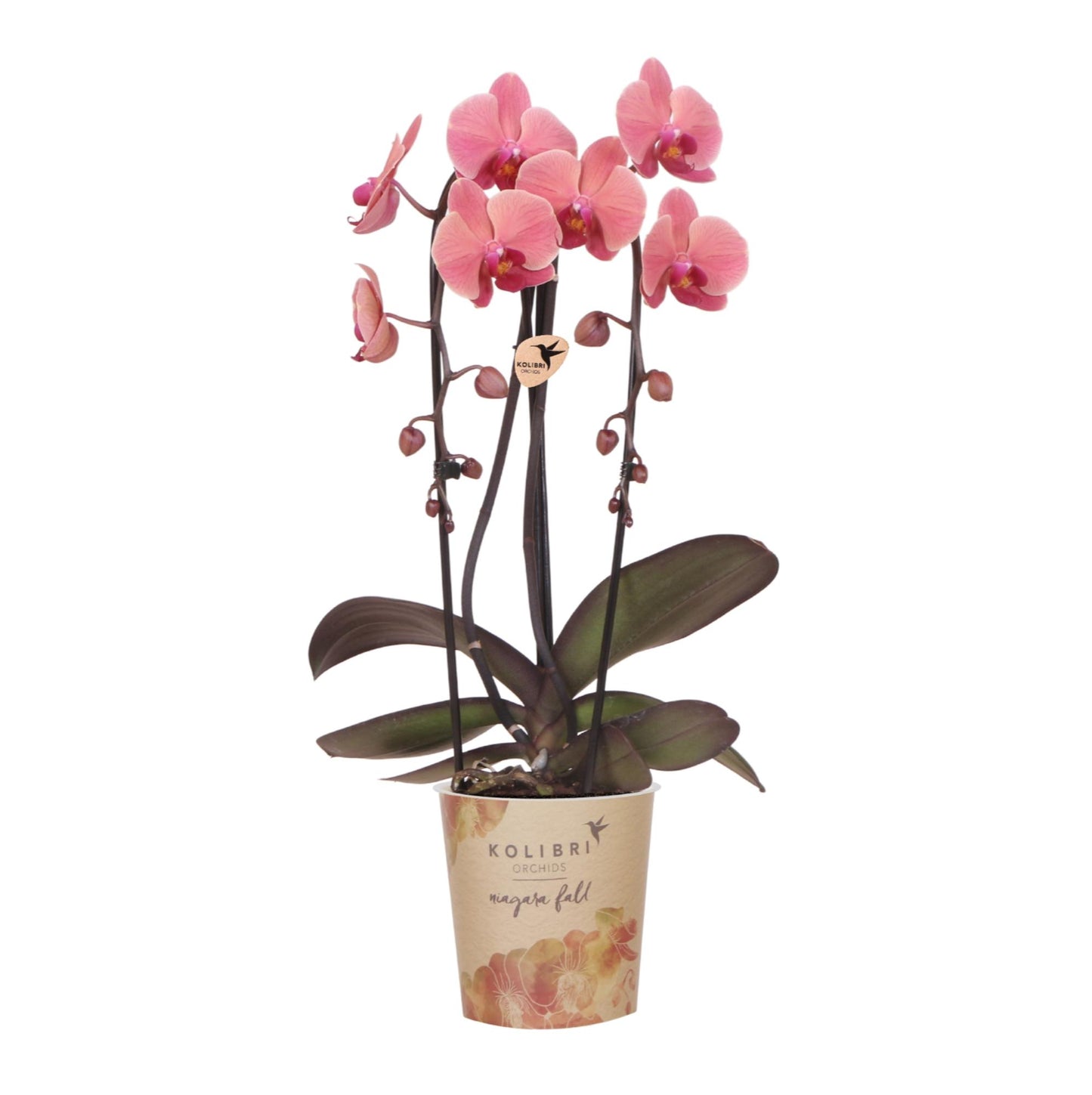 Kolibri Orchids | Salmon pink orchid pot size Ø12cm | Narbonne | flowering houseplant - fresh from the grower
