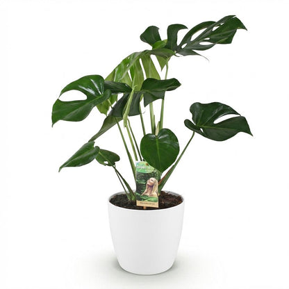 Monstera Deliciosa 70-80cm
