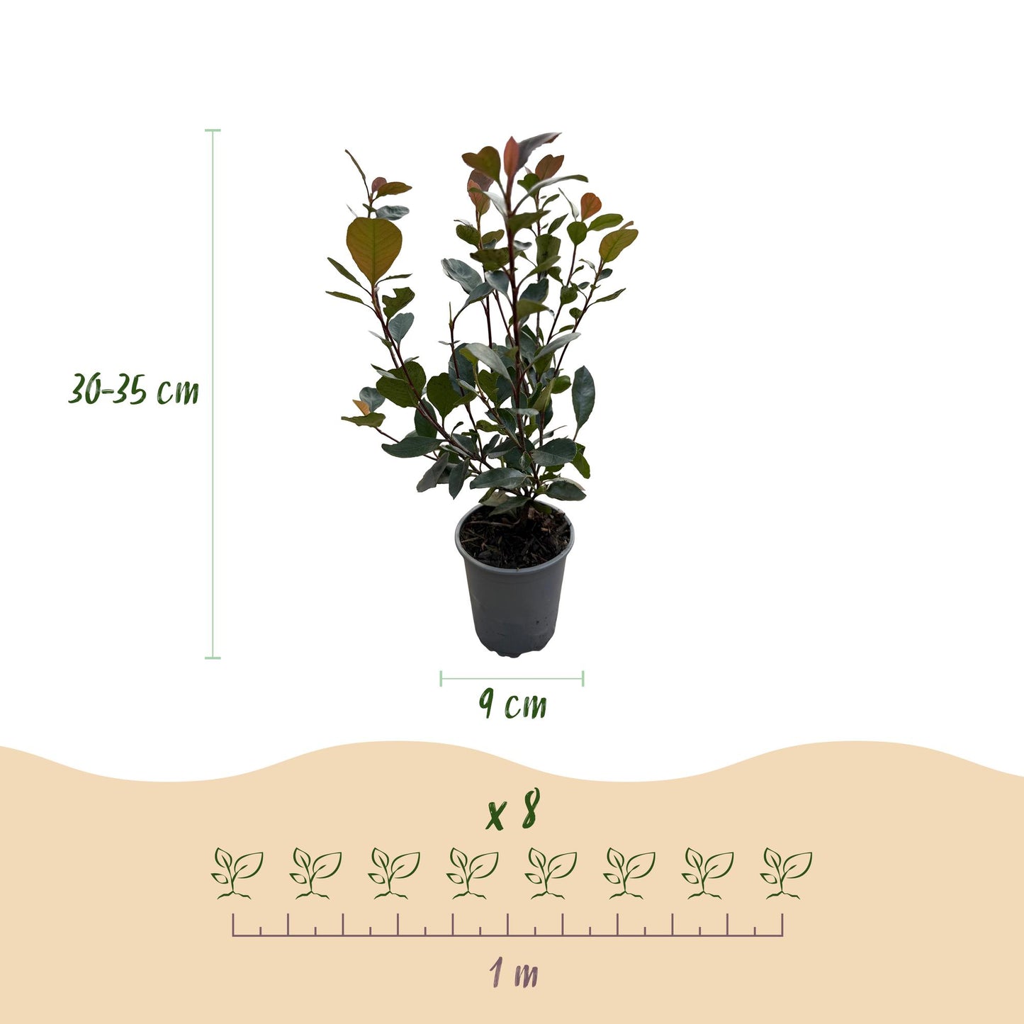 Photinia Little Red Robin - Blad Rood - 8 Planten - 1 Strekkende Meter - Groenblijvend - Pot 9cm Hoogte 30-35cm