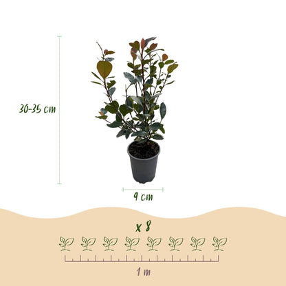 Photinia Little Red Robin - Blad Rood - 8 Planten - 1 Strekkende Meter - Groenblijvend - Pot 9cm Hoogte 30-35cm