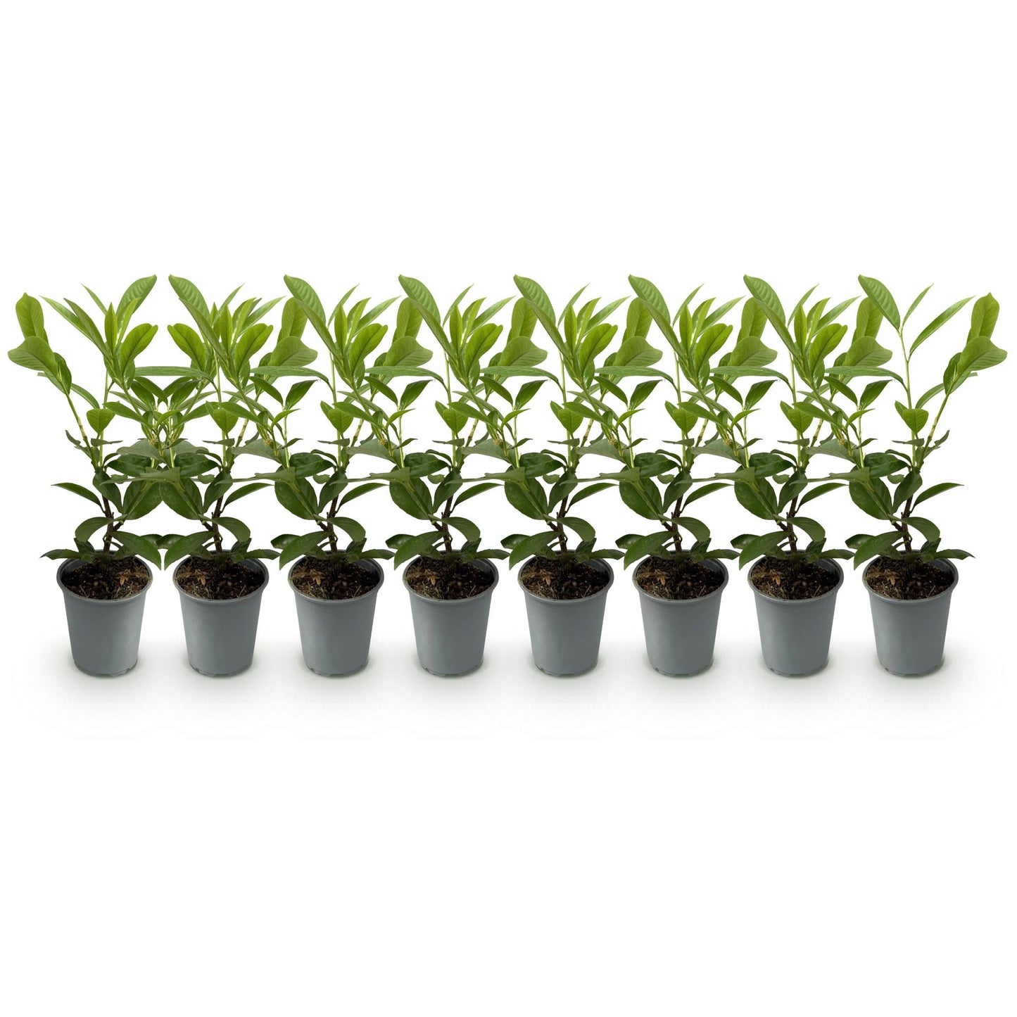 Prunus laurocerasus Rotundifolia - blad groen - 8 planten - 1 strekkende meter - groenblijvend - pot 9cm hoogte 30-35cm