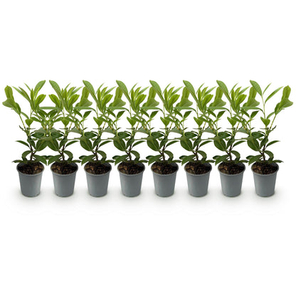 Prunus laurocerasus Rotundifolia - blad groen - 8 planten - 1 strekkende meter - groenblijvend - pot 9cm hoogte 30-35cm