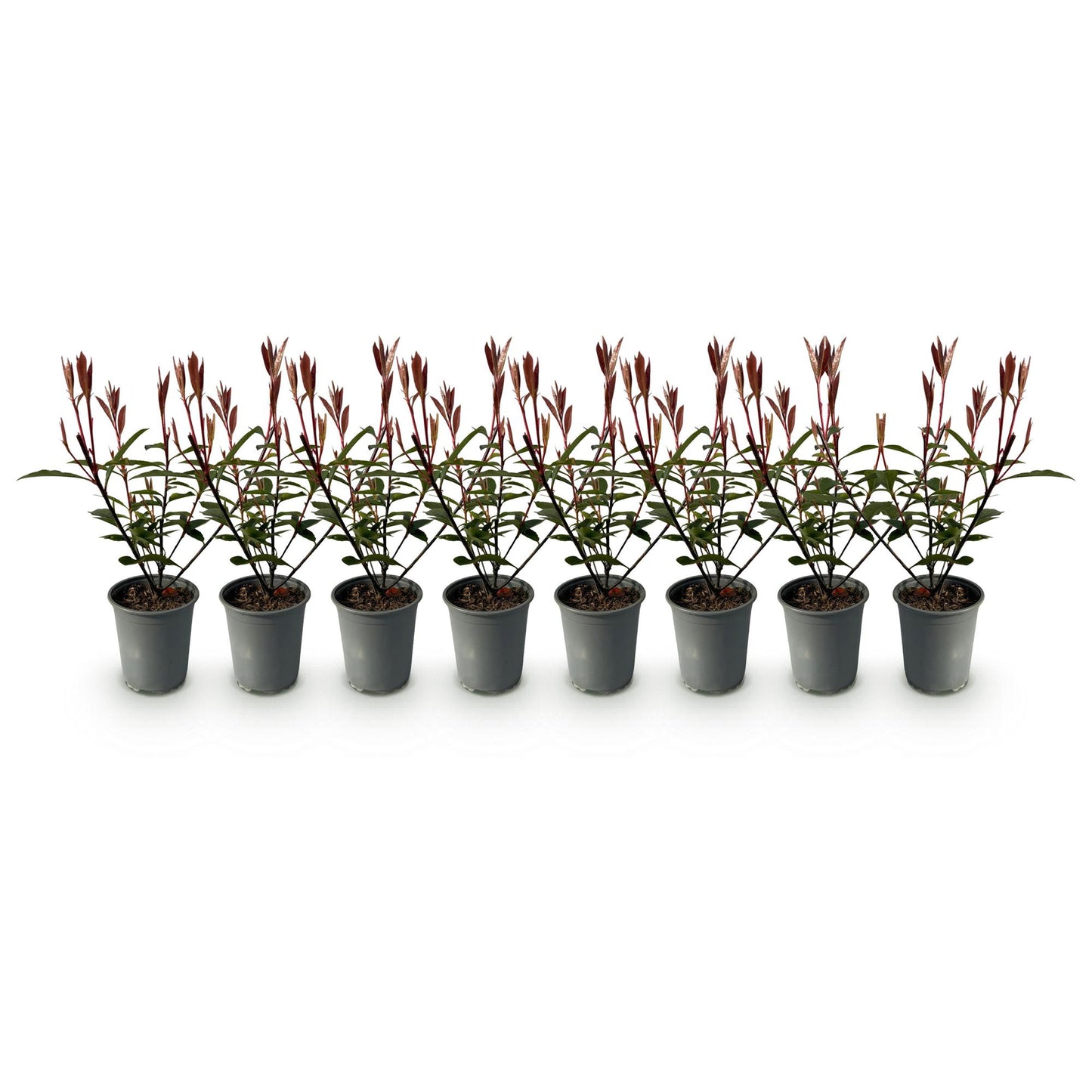 Photnia fraseri Carre Rouge - blad rood groen - 8 planten - 1 strekkende meter - groenblijvend - pot 9cm hoogte 30-35cm