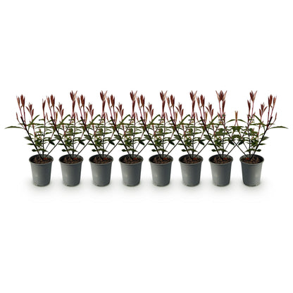 Photnia fraseri Carre Rouge - blad rood groen - 8 planten - 1 strekkende meter - groenblijvend - pot 9cm hoogte 30-35cm