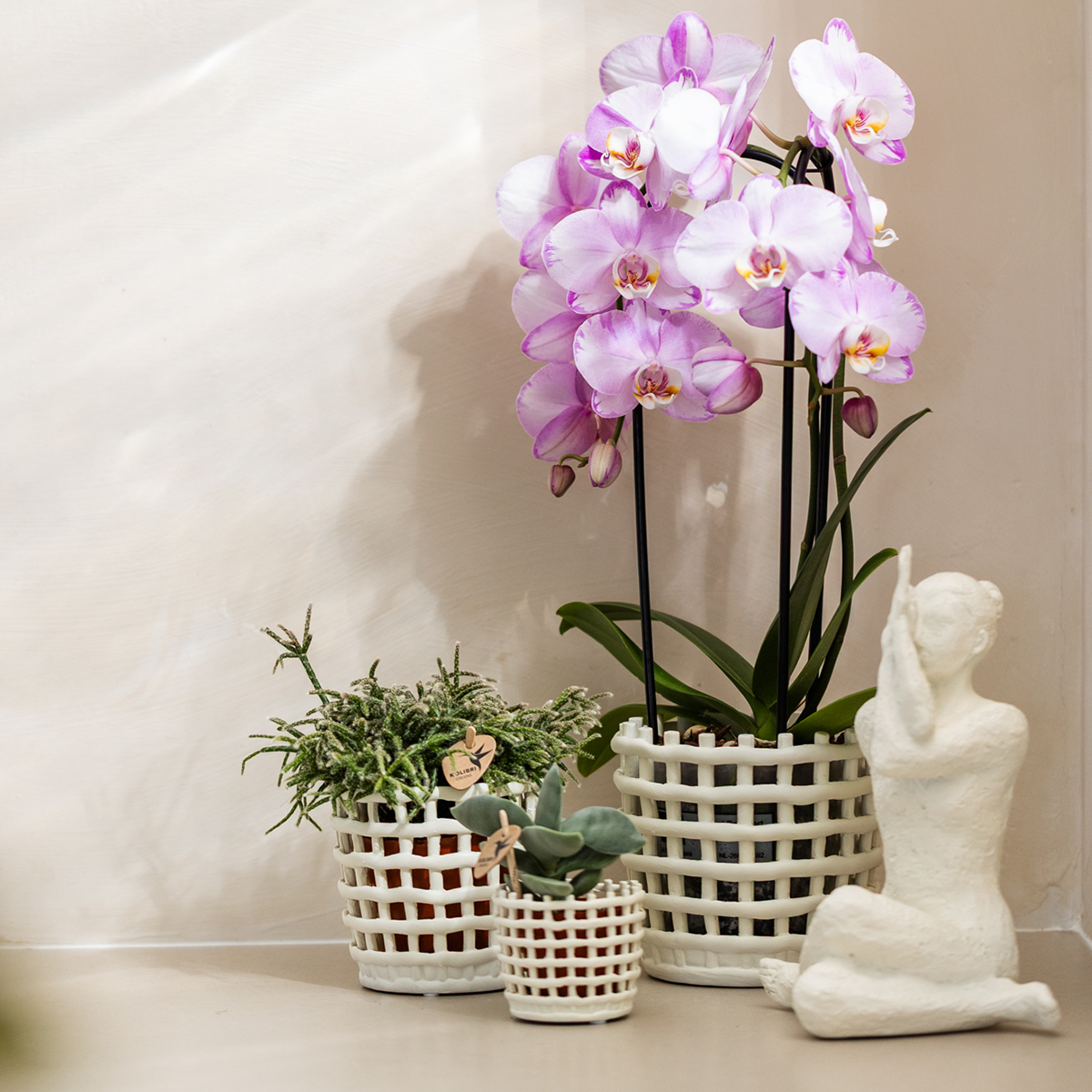 Combo: Roze Niagara Falls (Mesh White sierpot)