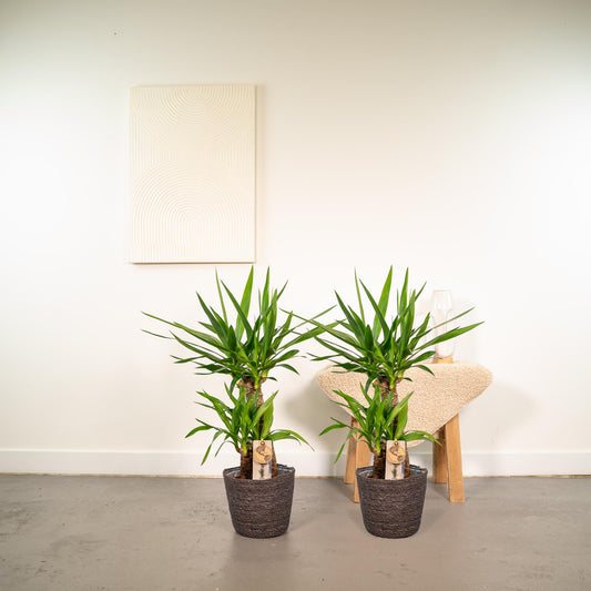 2x Yucca Elephantipes ↨90cm - Ø17cm