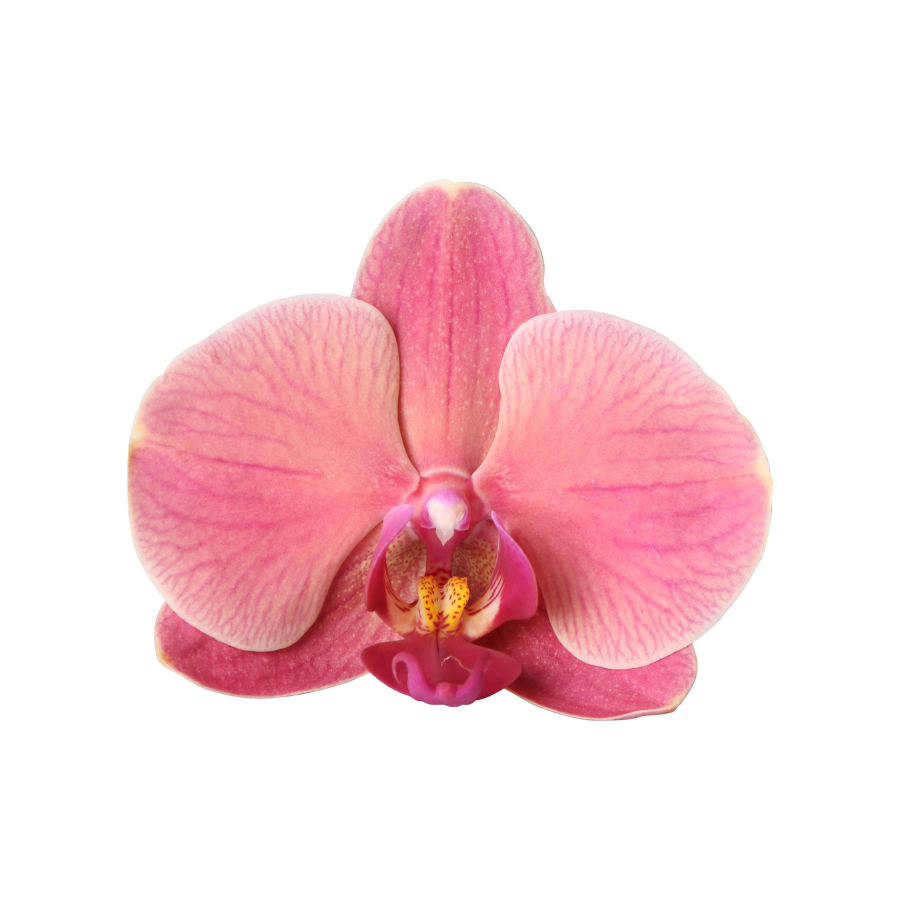 Combo: Narbonne Niagara Falls orchidee (Flare pot rood)