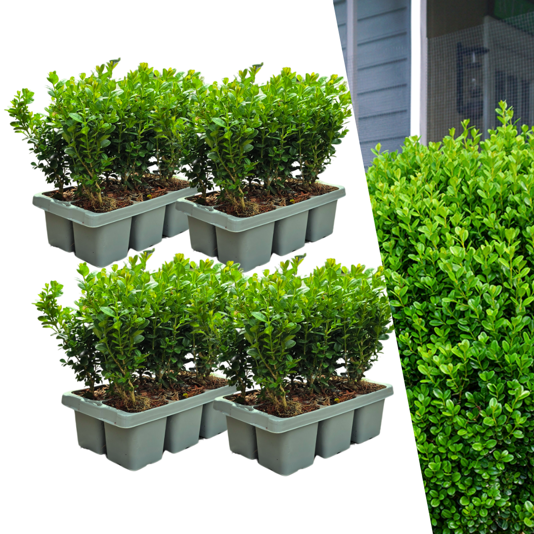 4 x 6-Pack Buxus NewGen Freedom – Winterharde Groenblijvende Struiken 24 x Ø7 cm - ↕15 cm