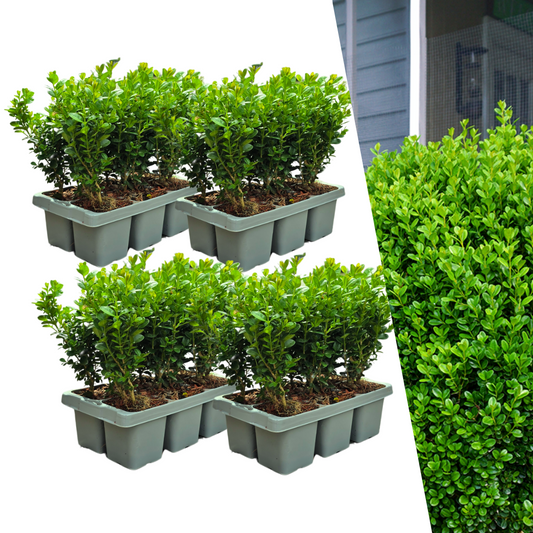 4 x 6-Pack Buxus NewGen Freedom – Winterharde Groenblijvende Struiken 24 x Ø7 cm - ↕15 cm
