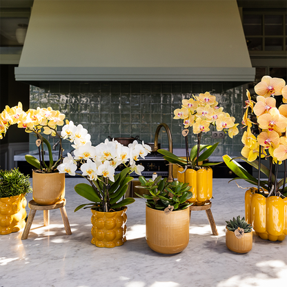 Combo: Sunny Bunny orchidee geel/roze (Retro oker sierpot)