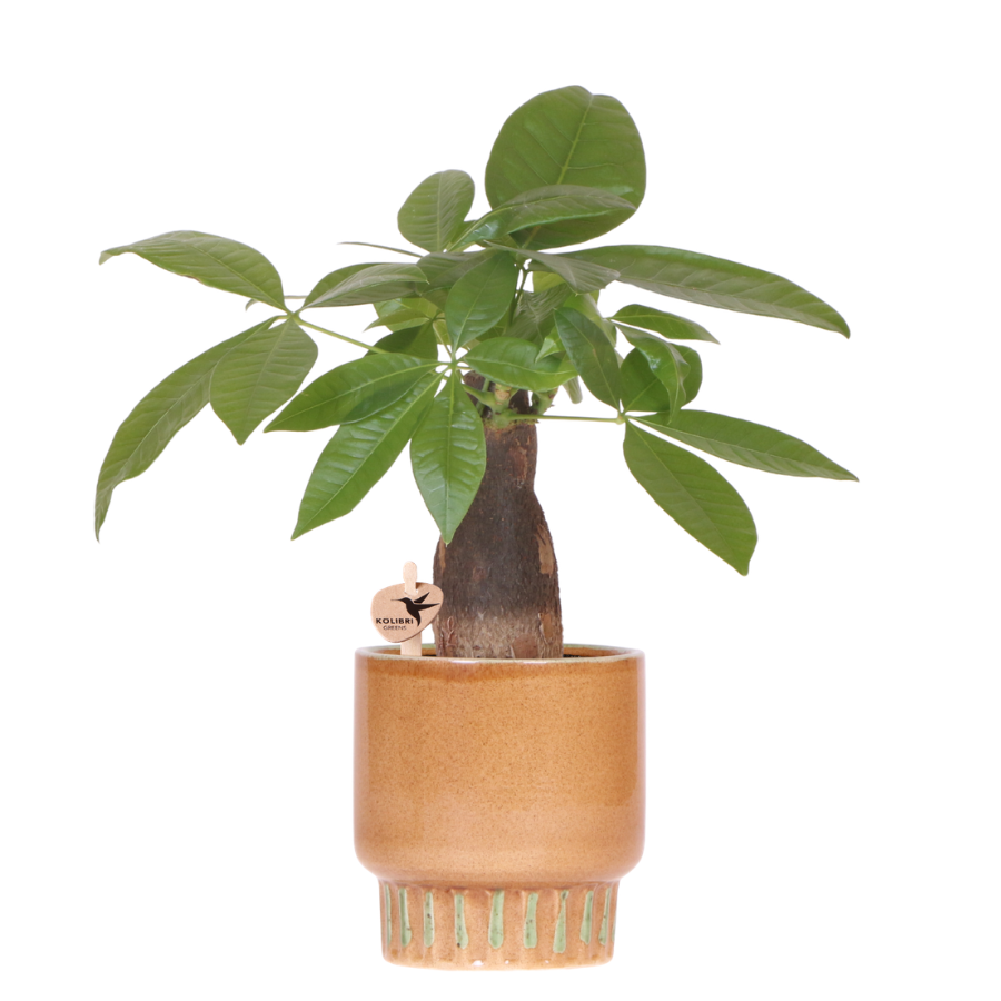 Pachira + Bold pot 9 cm – groene kamerplant incl sierpot