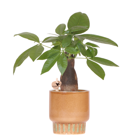 Pachira + Bold pot 9 cm – groene kamerplant incl sierpot