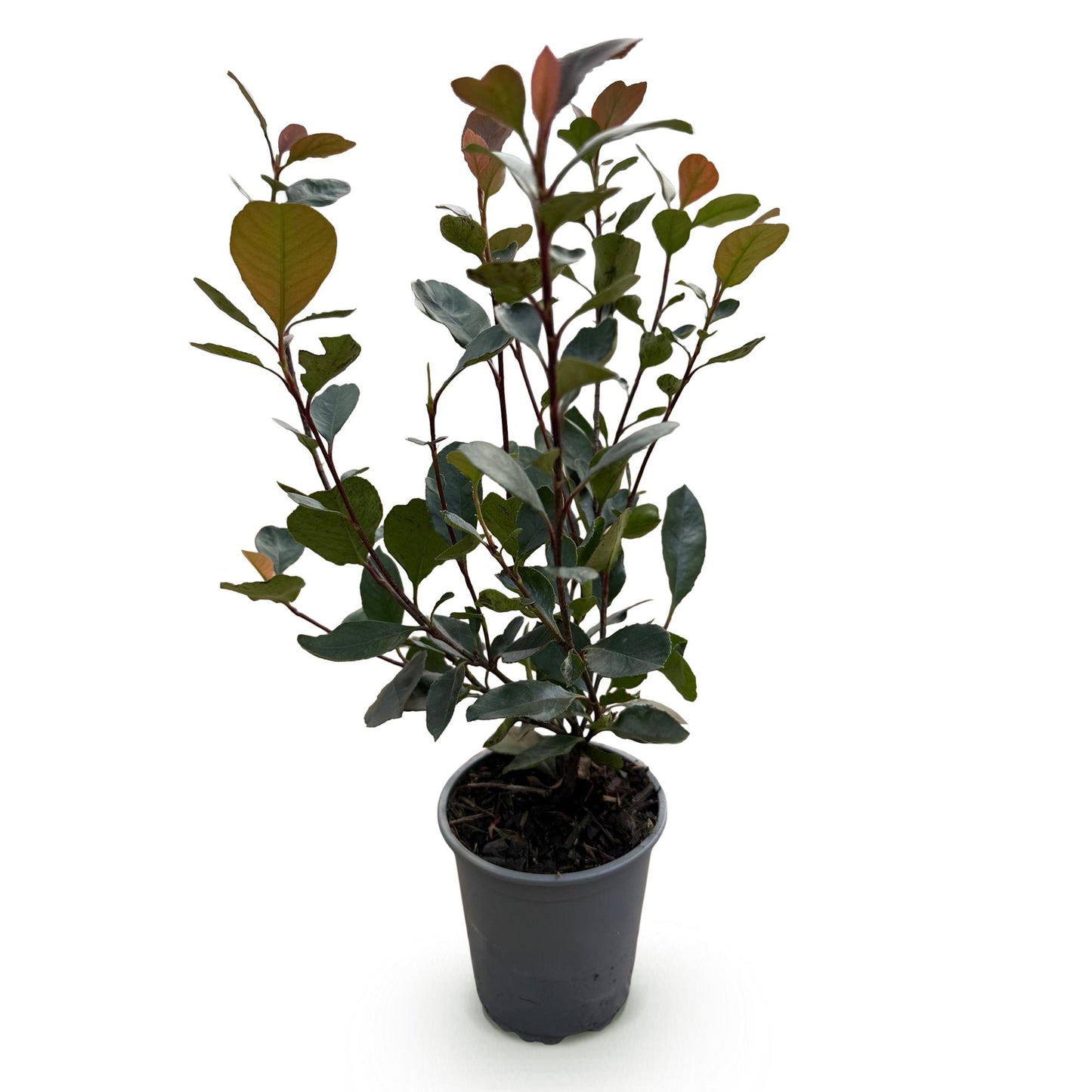 Photinia Little Red Robin - Blad Rood - 8 Planten - 1 Strekkende Meter - Groenblijvend - Pot 9cm Hoogte 30-35cm