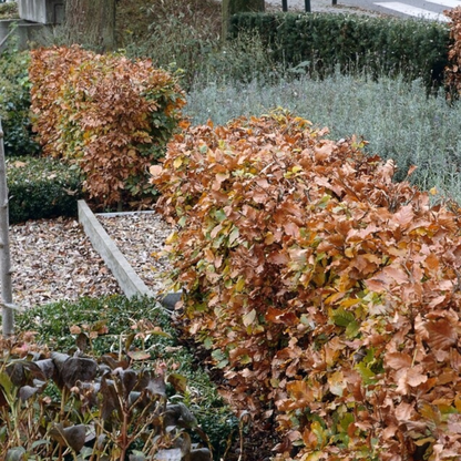 Palletdeal: Fagus sylvatica (50 stuks)
