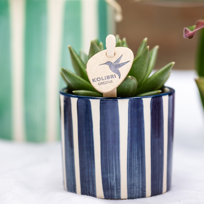 Gift set: Mediterranean Sunset