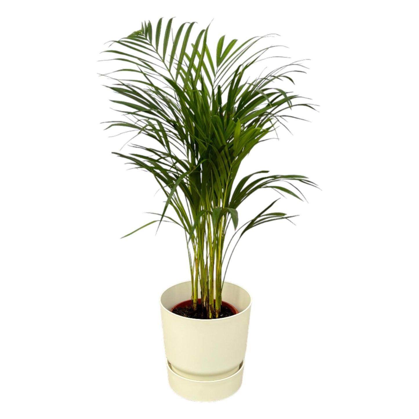 Combo: Areca palm (Greenville Round wit)