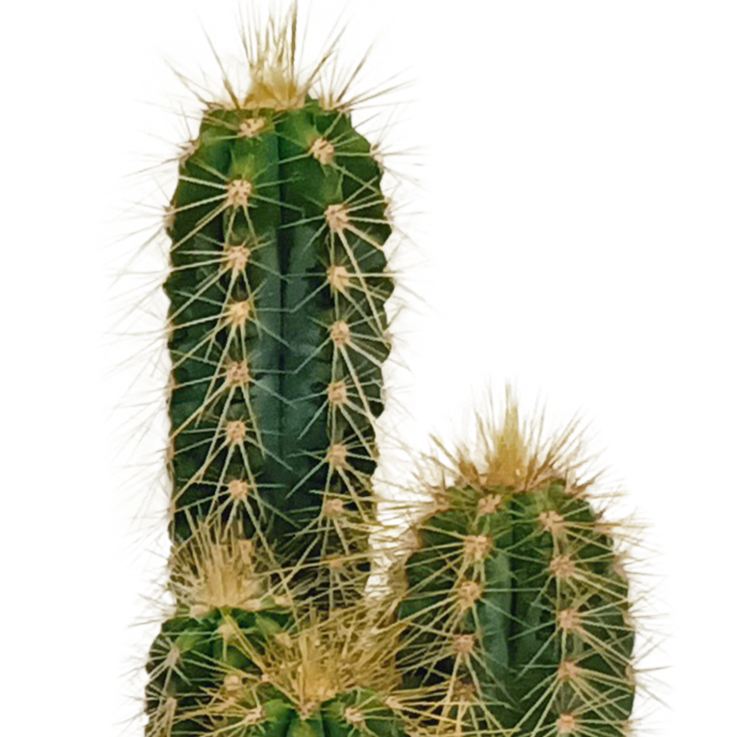 Mix: 10 Cacti 5.5 cm - zonder pot