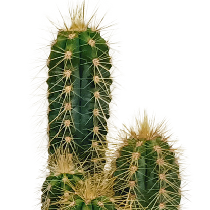 Mix: 10 Cacti 5.5 cm - zonder pot