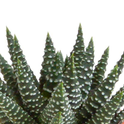 Mix: 15 stuks Cacti en vetplanten 5.5 cm - in witte pot