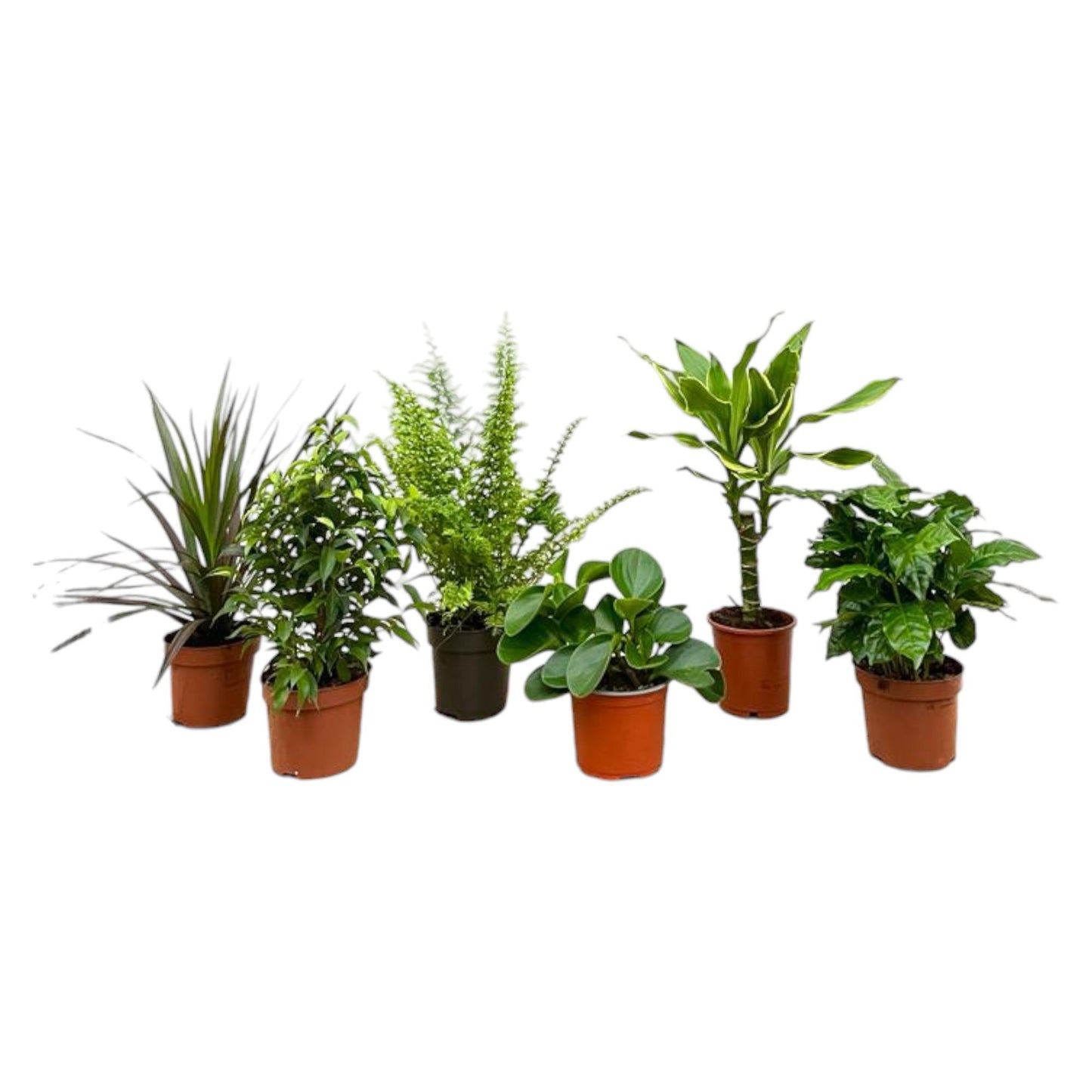 Surprise-box: 6 planten - 20-40 cm - Ø12