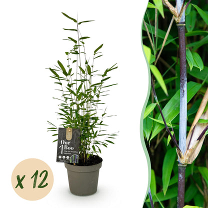 Bamboe: Fargesia Black Dragon (12 Planten)
