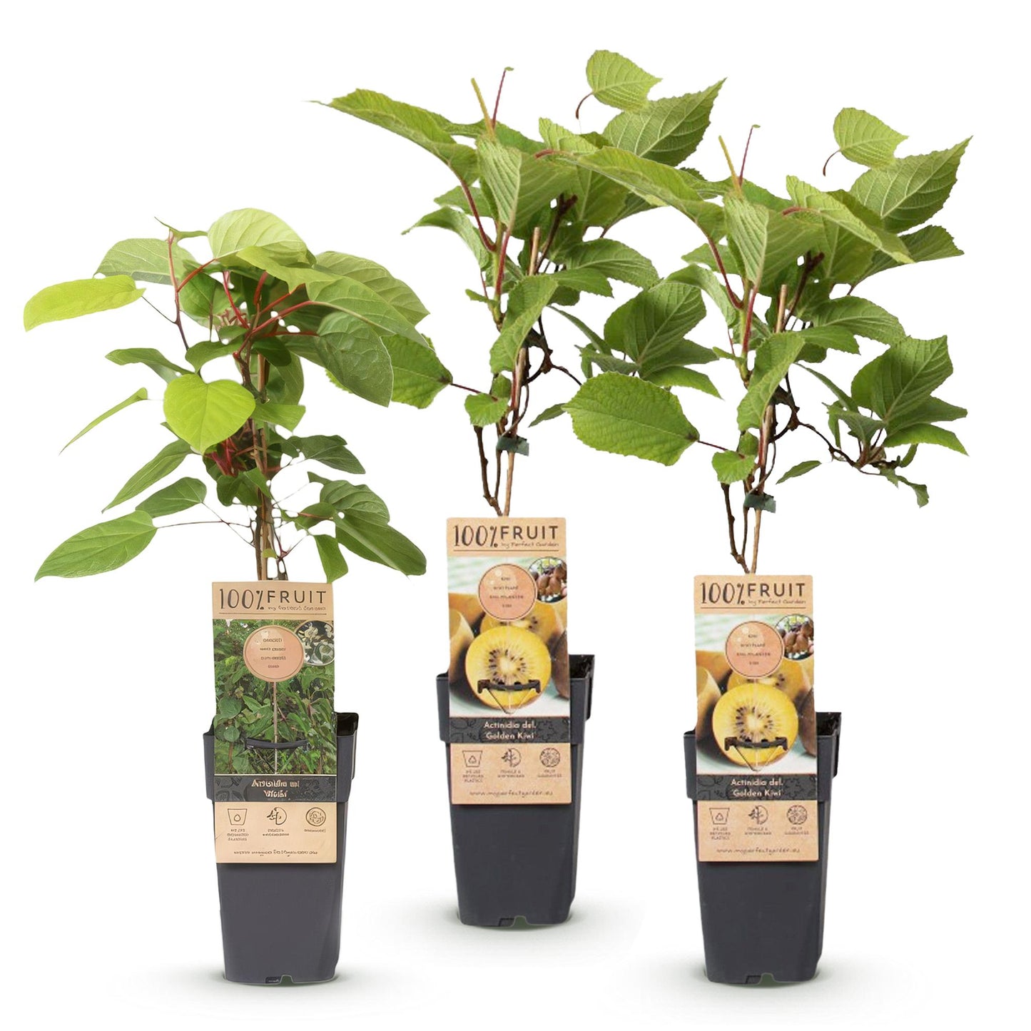 Set: Actinidia Weiki & Golden Kiwi (3 stuks)