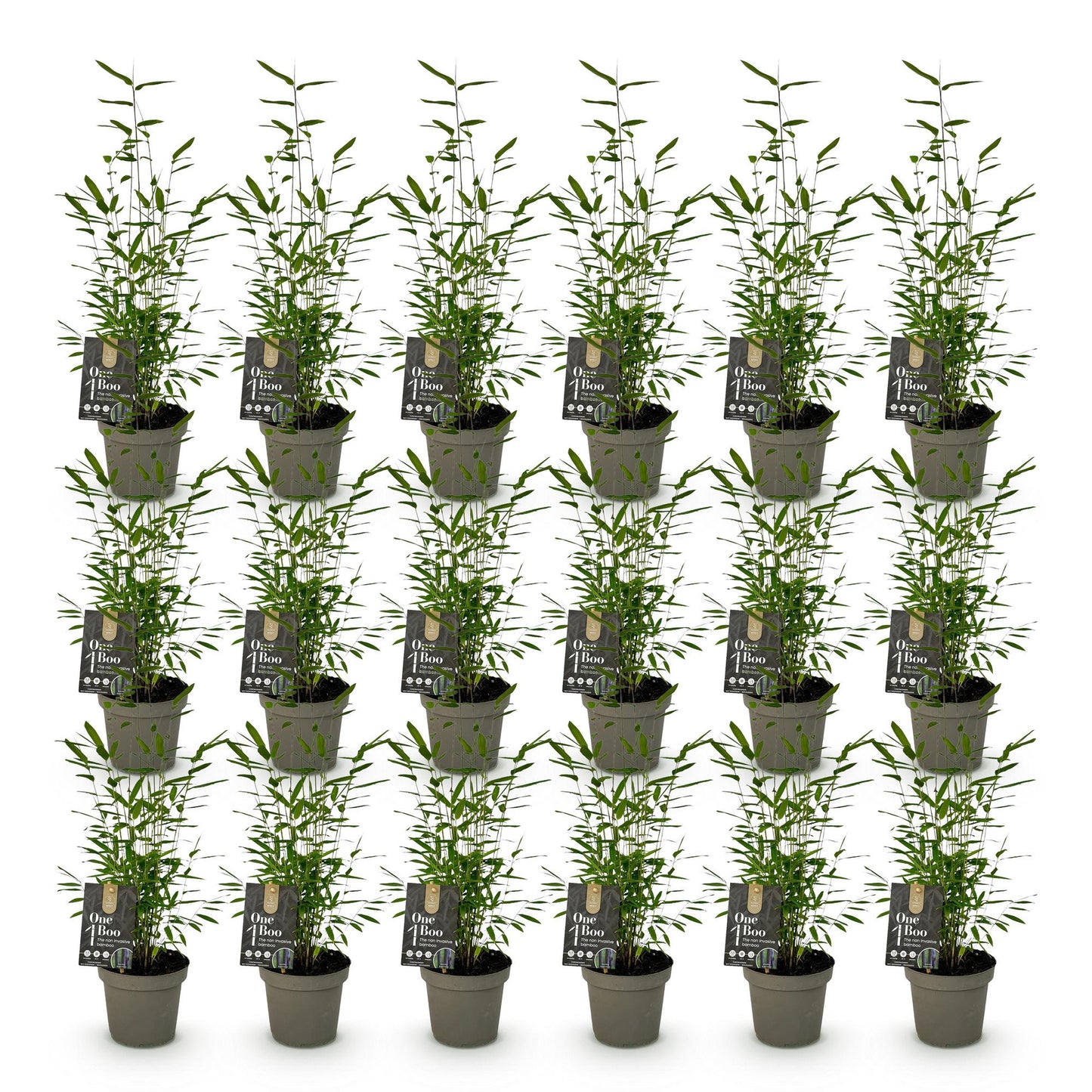 Bamboe: Fargesia Black Dragon (18 Planten)
