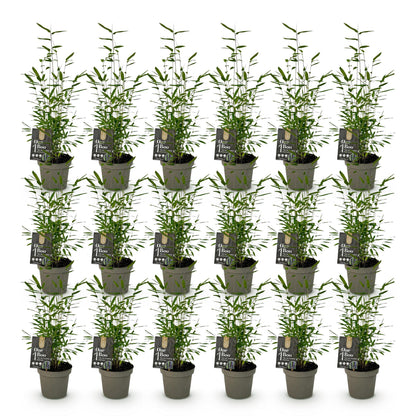 Bamboe: Fargesia Black Dragon (18 Planten)
