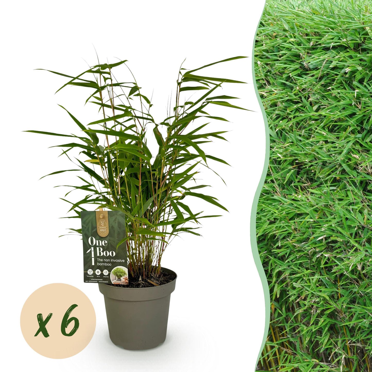 Bamboe: Fargesia Rufa (6 Planten)