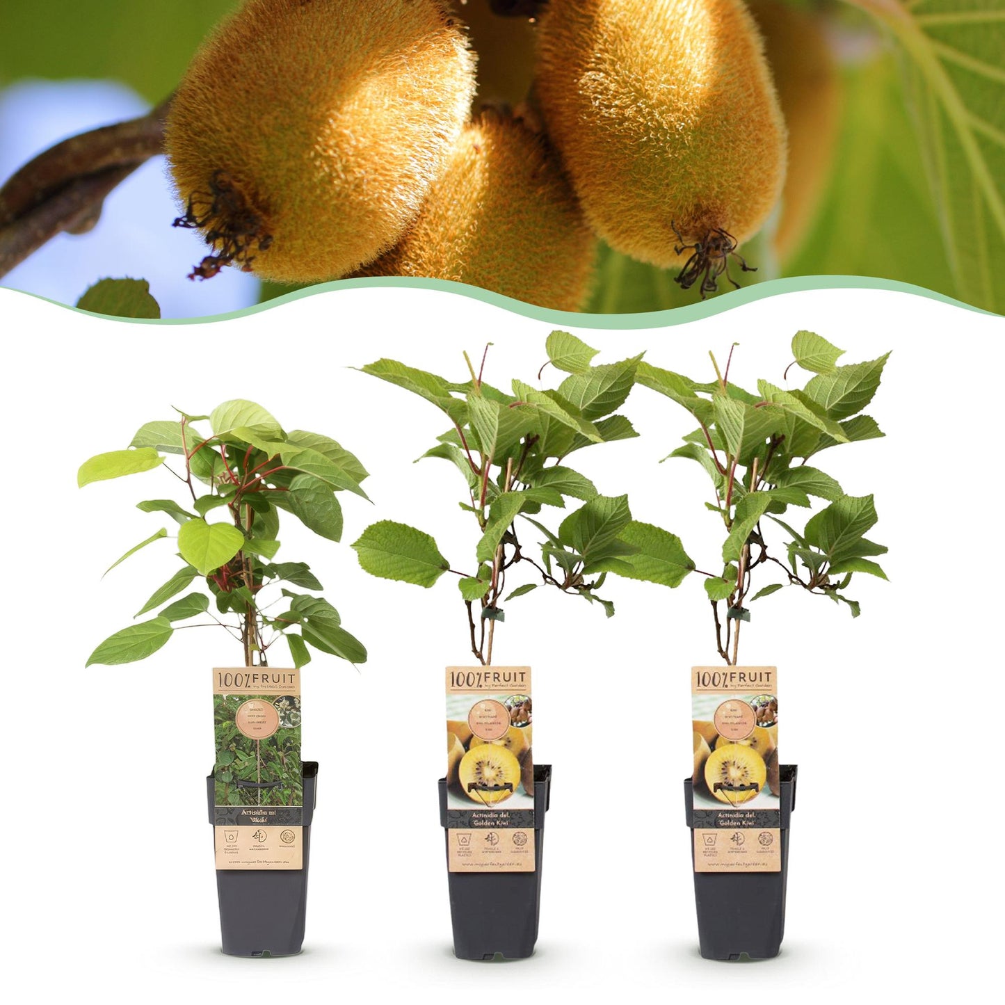 Set: Actinidia Weiki & Golden Kiwi (3 stuks)