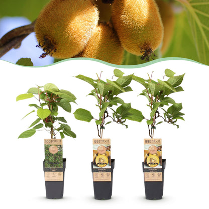 Set: Actinidia Weiki & Golden Kiwi (3 stuks)