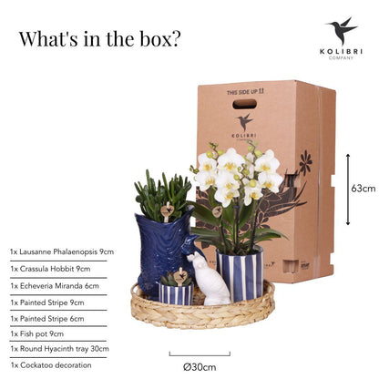 Gift set: Mediterranean Sunset