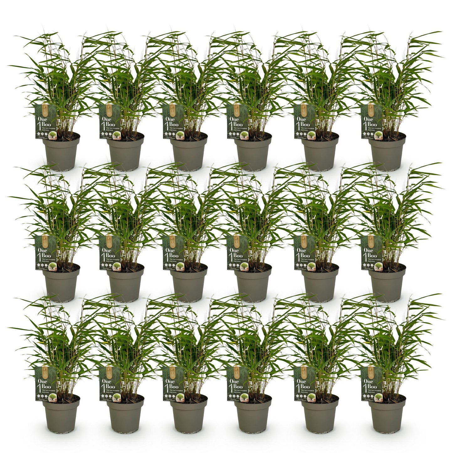 Bamboe: Fargesia Rufa (18 Planten)