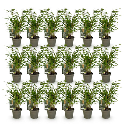 Bamboe: Fargesia Rufa (18 Planten)
