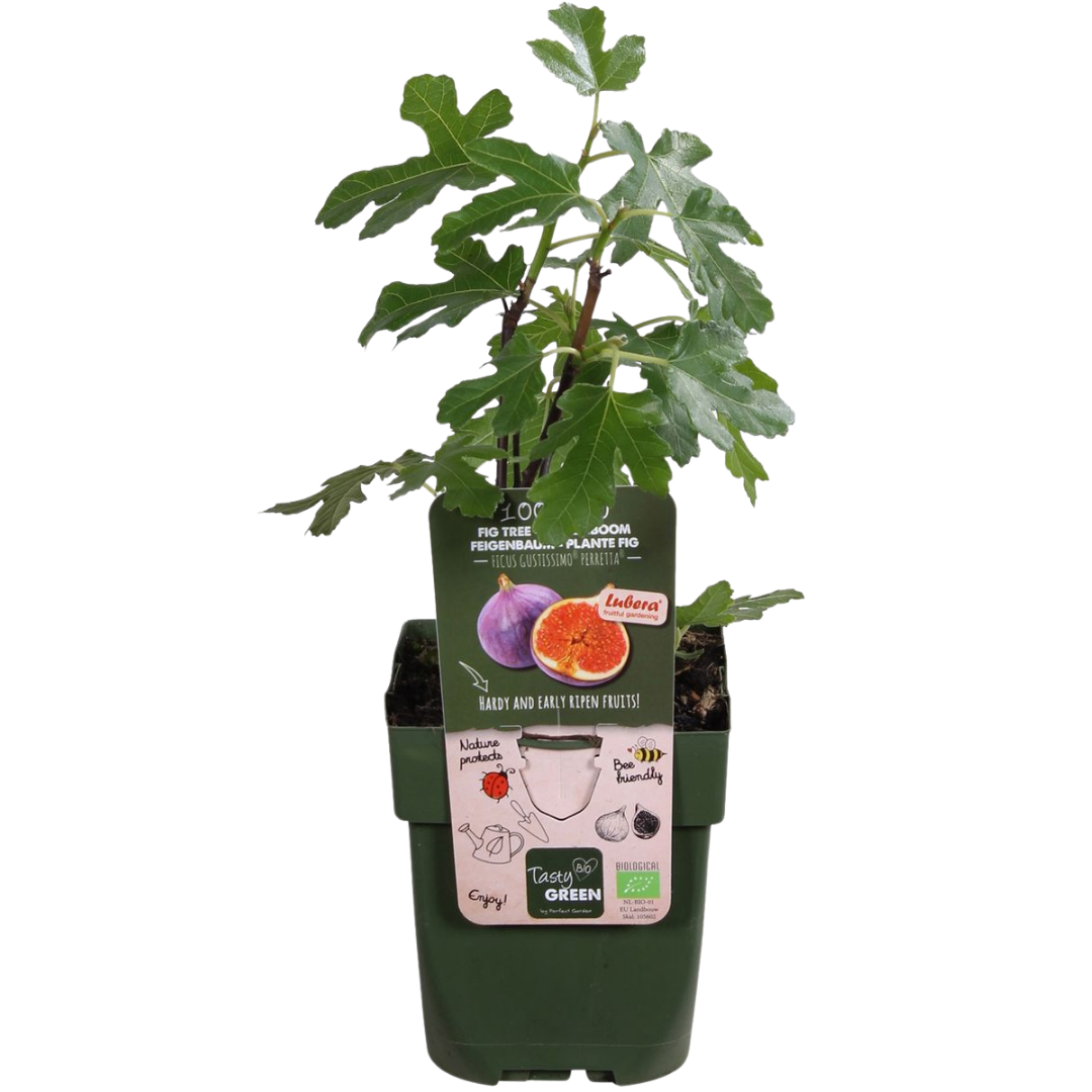 6 x Biologische Vijgenbomen - Ø 13 cm - ↨ 20 cm