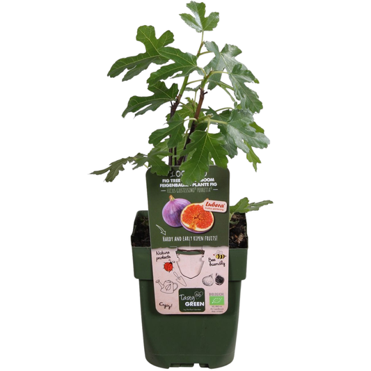 Biologische Vijgenbomen (6 planten)
