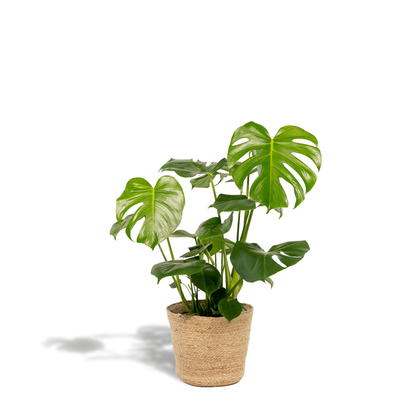 Combo: Monstera Deliciosa (Mand Selin)