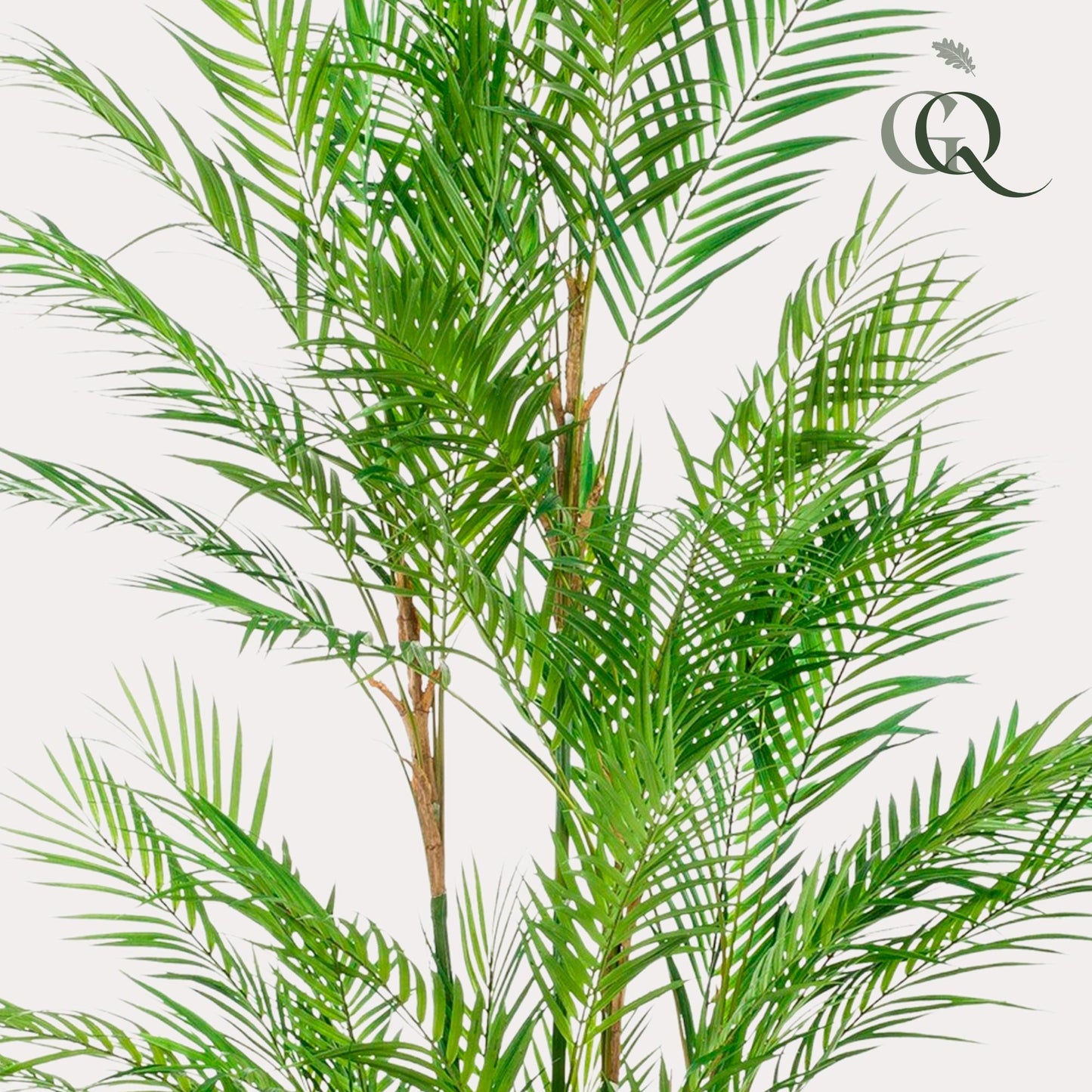 ARTIFICIAL Chamaedorea Elegans - 180 cm