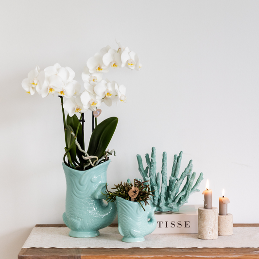 Giftset: Fishy Turquoise