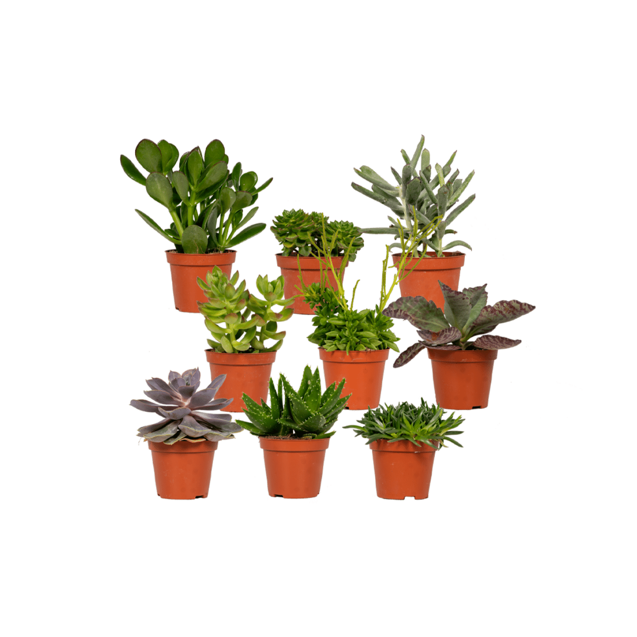 Mix: 9 Succulenten 10 cm Ø8,5