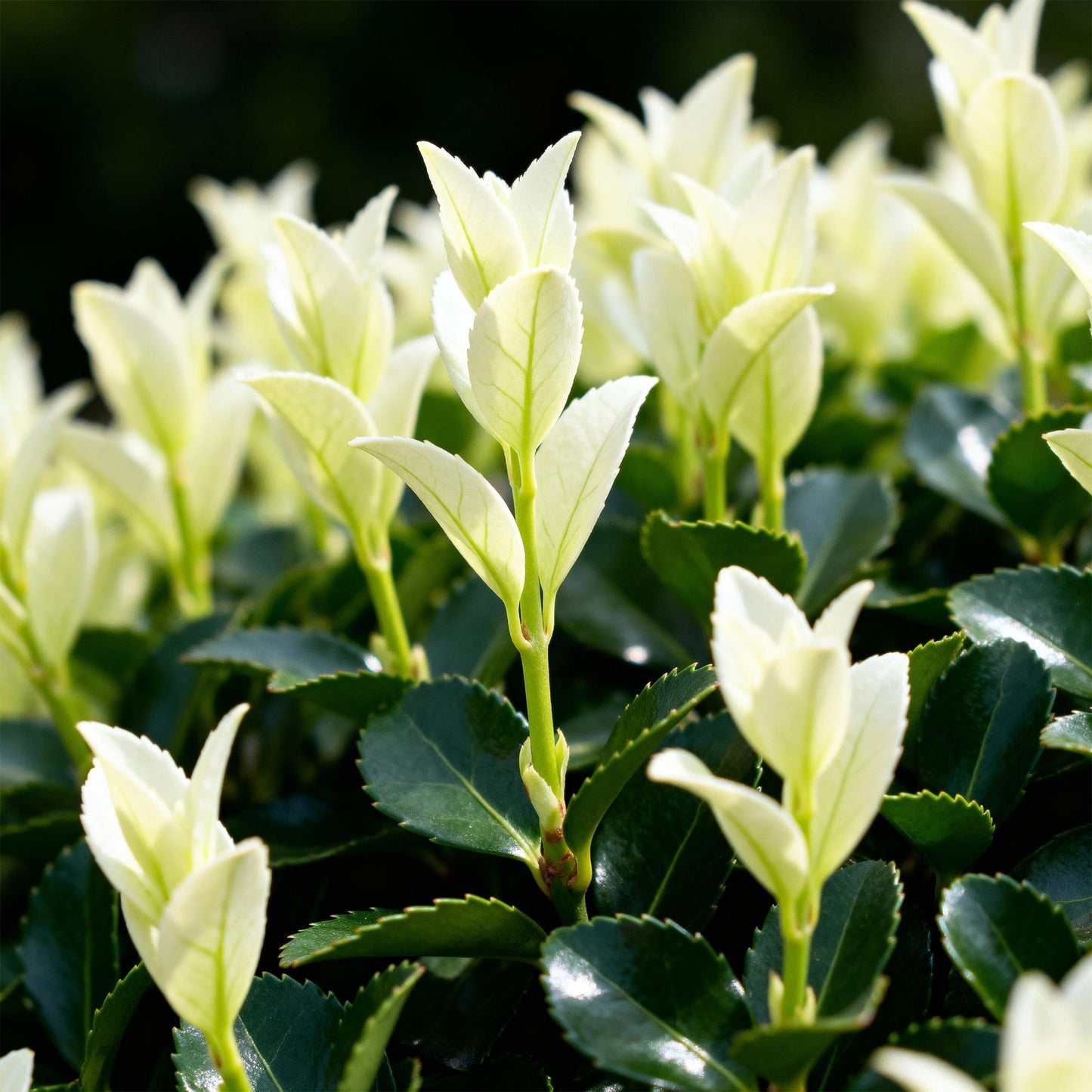 Euonymus japonica Paloma Blanca - Blad Groen en Wit - 8 Planten - 1 Strekkende Meter - Groenblijvend - Pot 9cm Hoogte 30-35cm