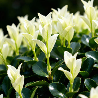 Euonymus japonica Paloma Blanca - Blad Groen en Wit - 8 Planten - 1 Strekkende Meter - Groenblijvend - Pot 9cm Hoogte 30-35cm