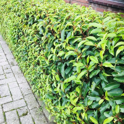 Prunus lusitanica Angustifolia - blad groen - 8 planten - 1 strekkende meter - groenblijvend - pot 9cm hoogte 30-35cm
