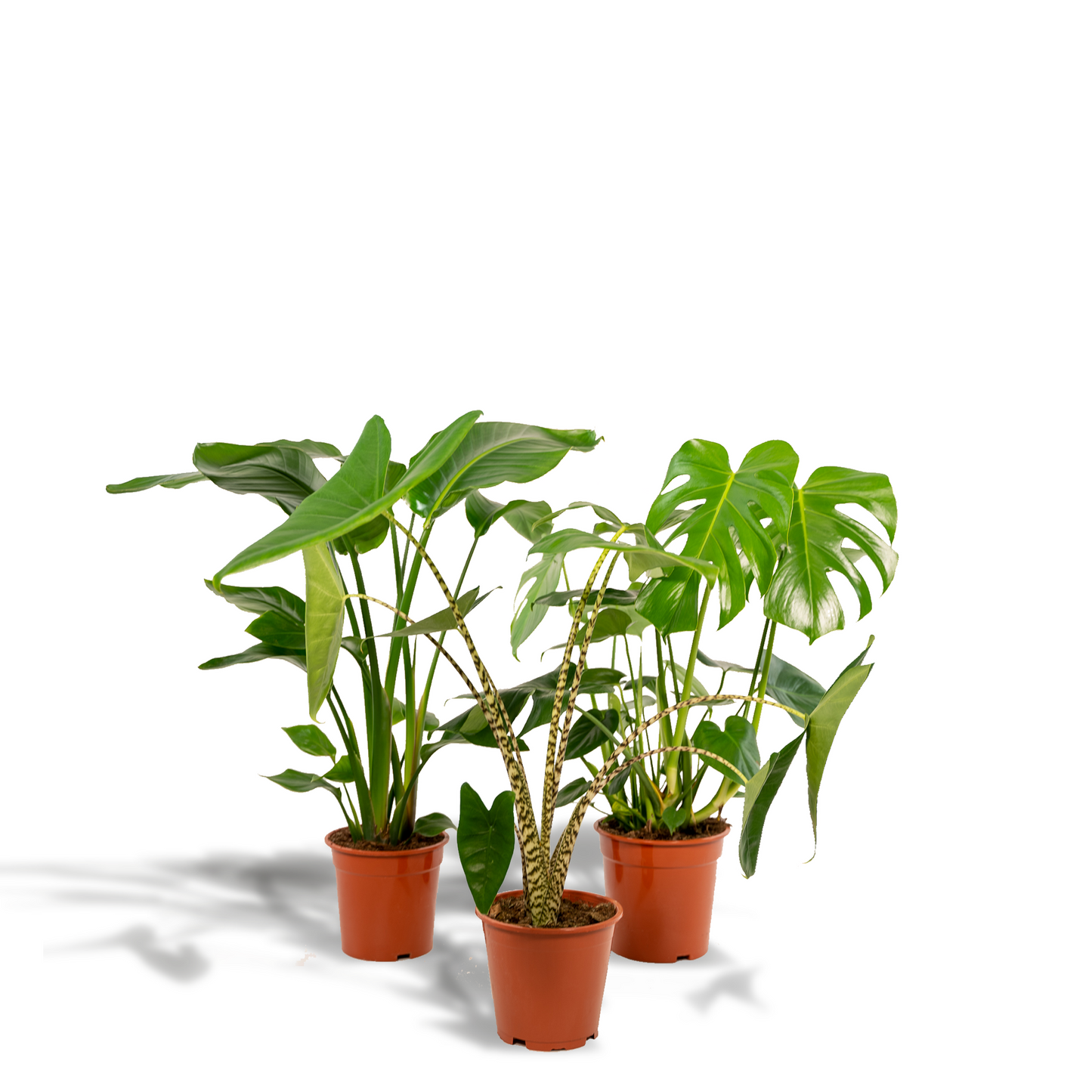 Trio-deal: Monstera + Alocasia + Strelitzia