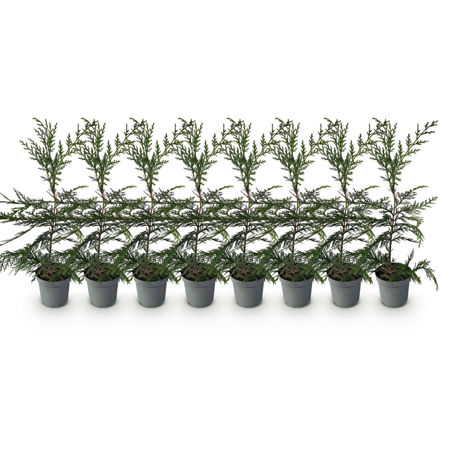 Cupressocyparis leylandii - blad groen - 8 planten - 1 strekkende meter - groenblijvend - pot 9cm hoogte 35-40cm