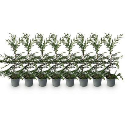 Cupressocyparis leylandii - blad groen - 8 planten - 1 strekkende meter - groenblijvend - pot 9cm hoogte 35-40cm