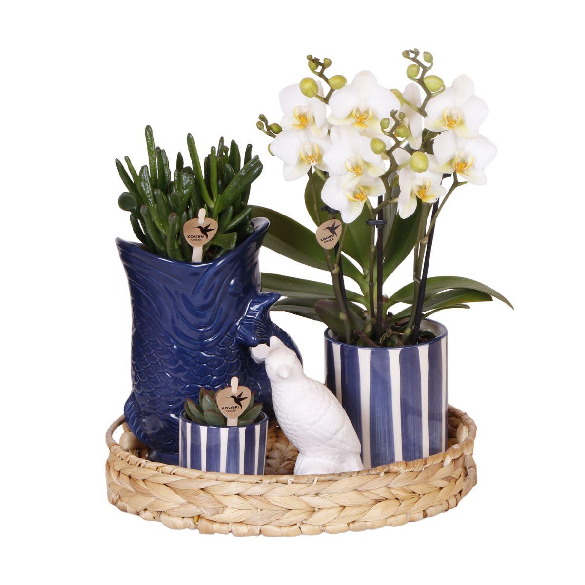 Gift set: Mediterranean Sunset