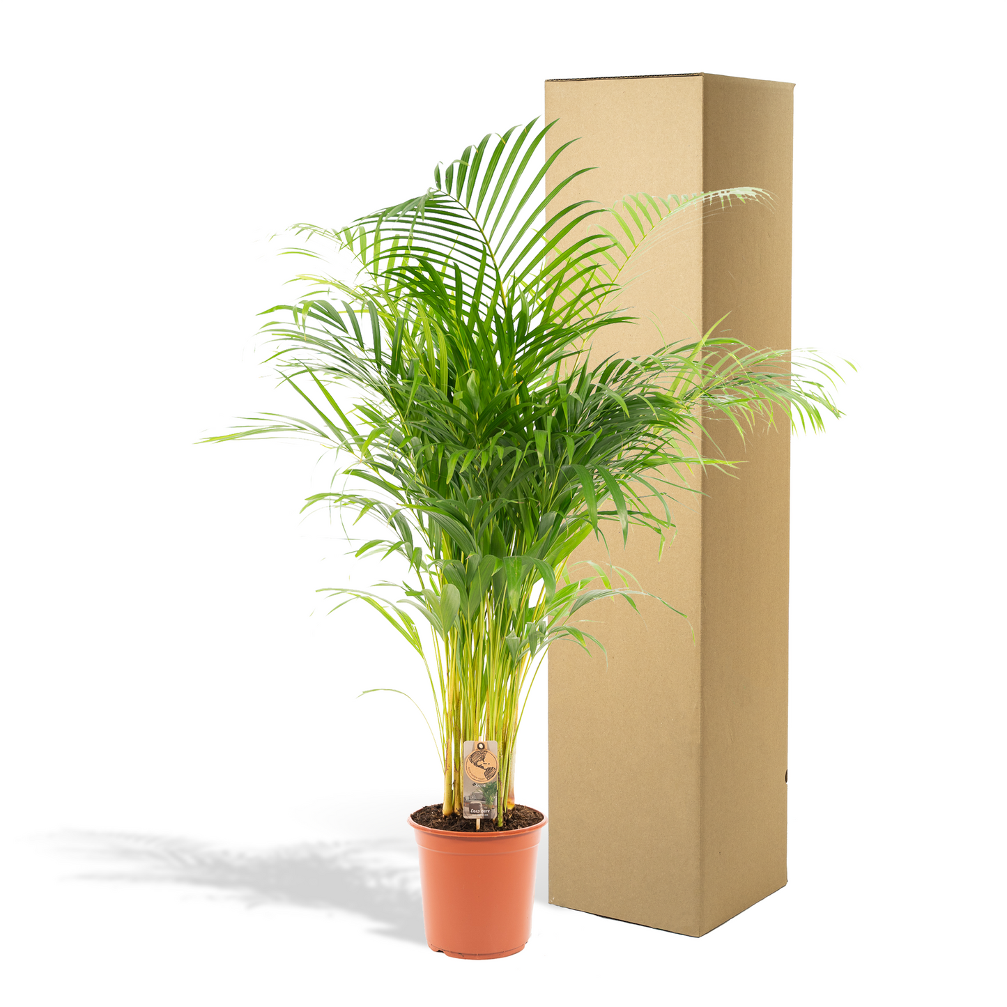 Areca palm