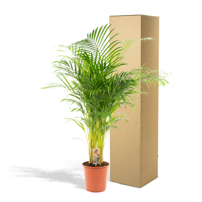 Areca palm