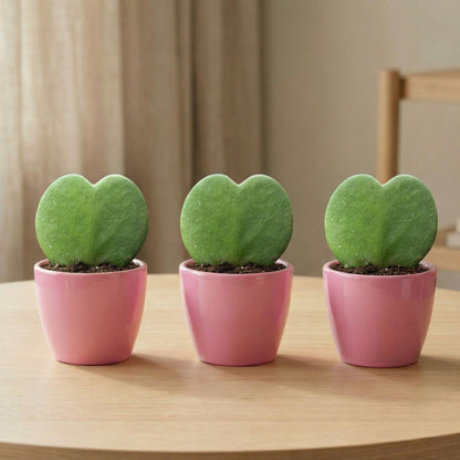 Plant Set: Pink Sweetheart